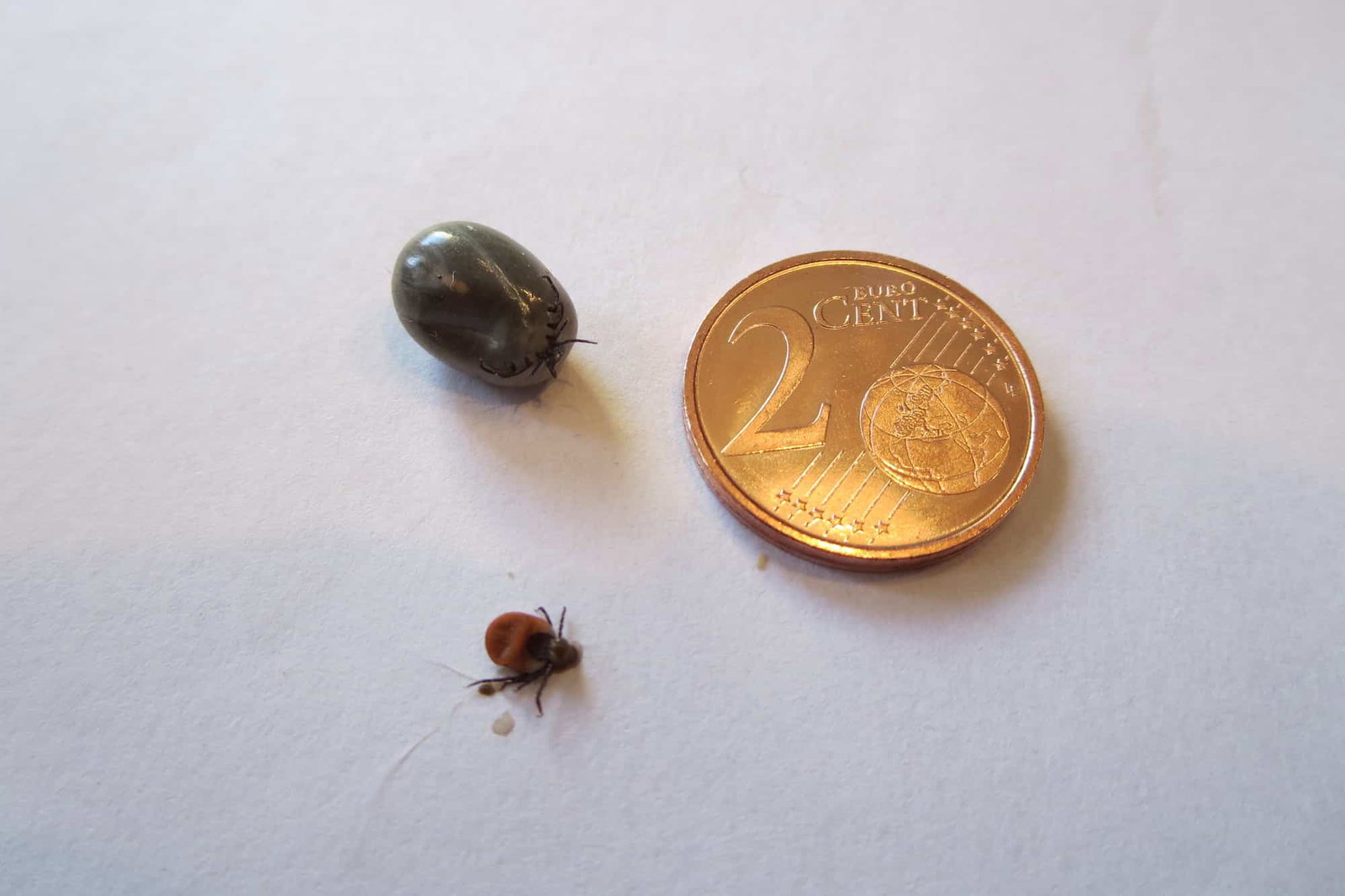 Zecken können sich auf ein Vielfaches ihrer Eine kkeine und eine vollgesogene Zecke neben einem 2-Cent-Stück. Beschreibung lautet: Größe vollsaugen. Manche übertragen Krankheiten.