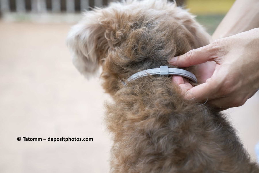 Das beste Zeckenhalsband fr Hunde 2026  Vergleich & Tipps
