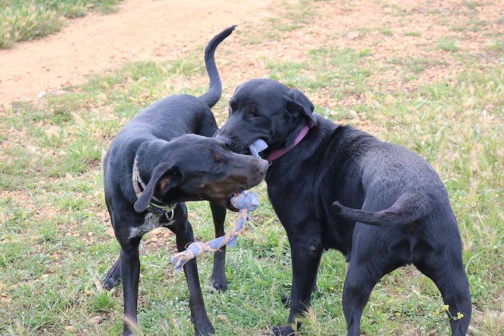 Zwei schwarze Hunde spielen mit einem Zerrspielzeug. Beschriftung lautet: Spiel auch mit Artgenossen ist wichtig für einen ausgelassenen Hund.