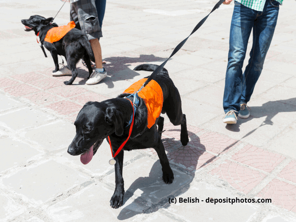 PTBS-Hunde - die besonderen Assistenzhunde