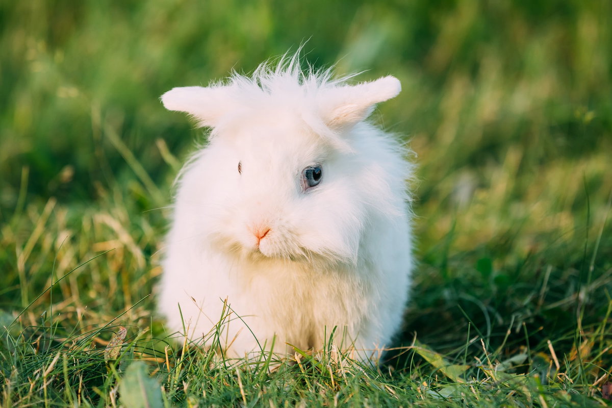 Weißes fluffiges Zwergkaninchen sitzt auf einer grünen Wiese. Beschriftung lautet: Zwergkaninchen haben eine höhere Lebenserwartung als Riesenkaninchen.