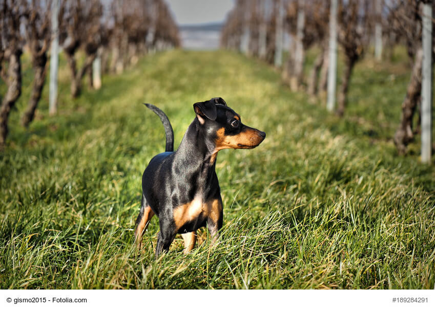 Zwergpinscher Steckbrief