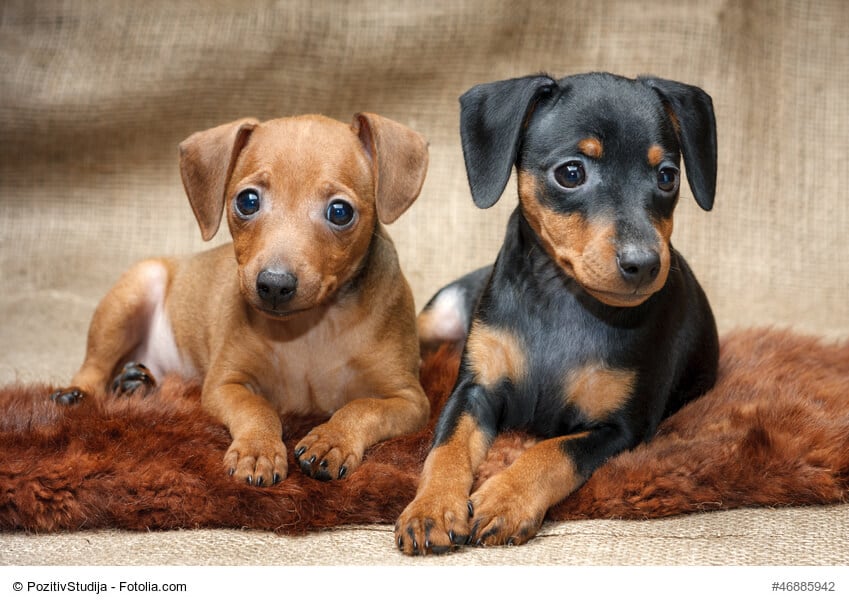 Zwei Zwergpinscher Welpen in schwarz und hellbraun nebeneinander liegend auf einem Kissen