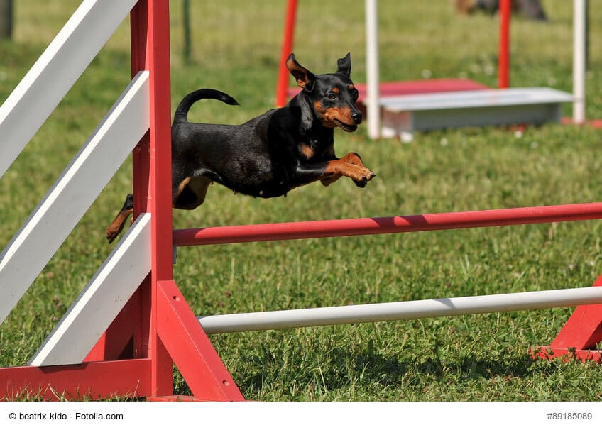 Zwergpinscher springt über Aguility Hürde