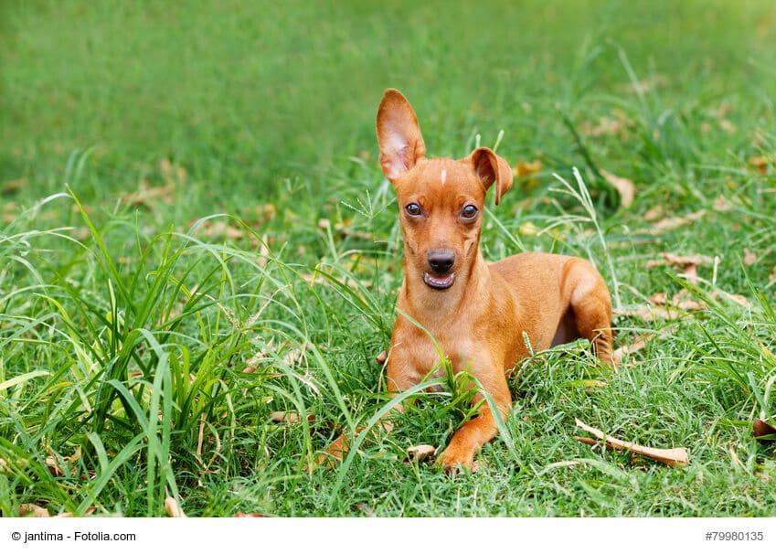 Hellbrauner Zwergpinscher im Gras