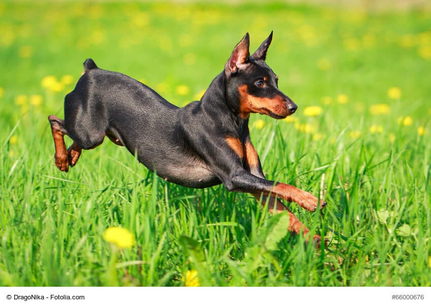 Schwarz, brauner Zwergpinscher mit kupiertem Schwanz