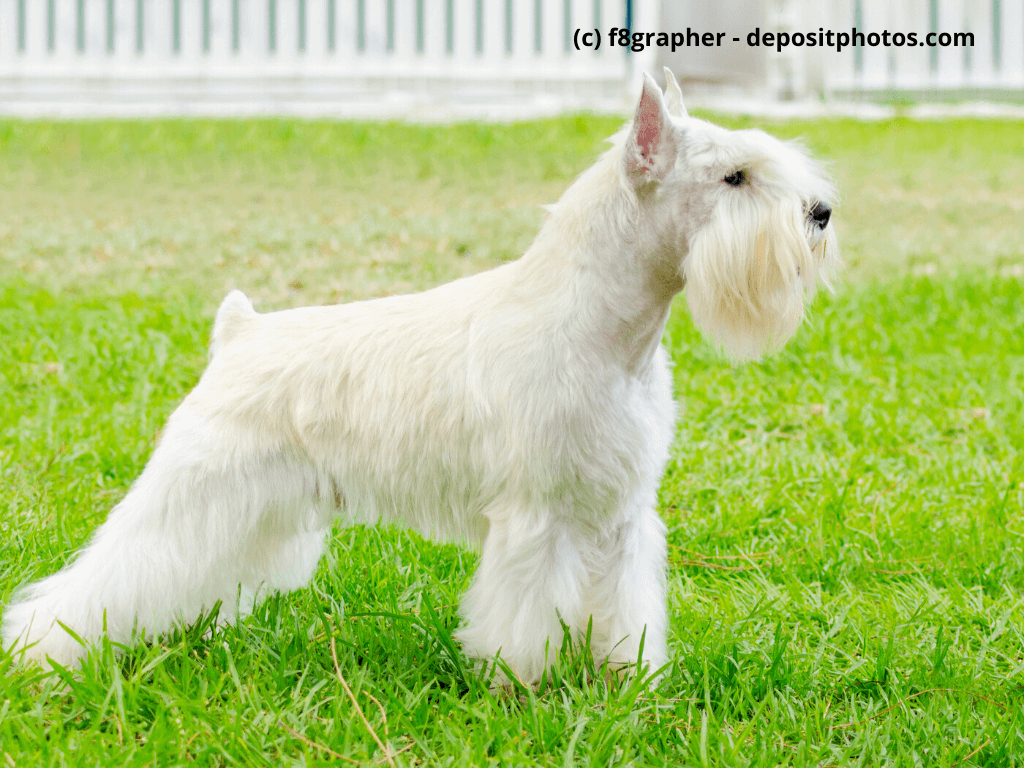 Zwergschnauzer