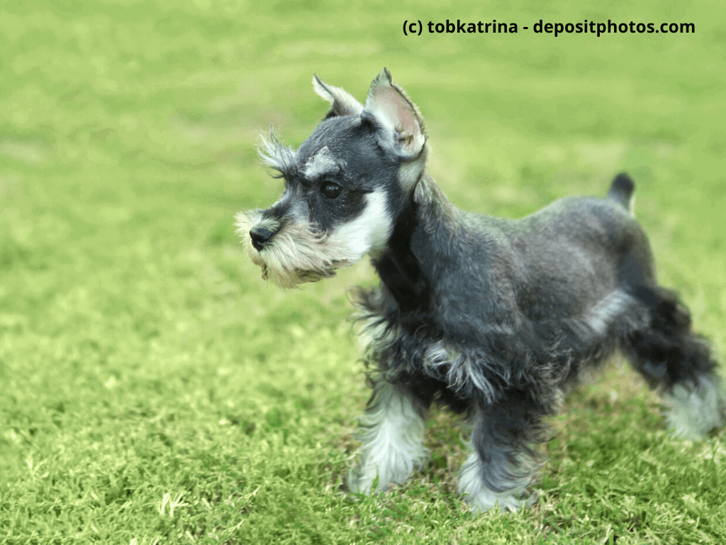 Zwergschnauzer Welpe auf dem Rasen
