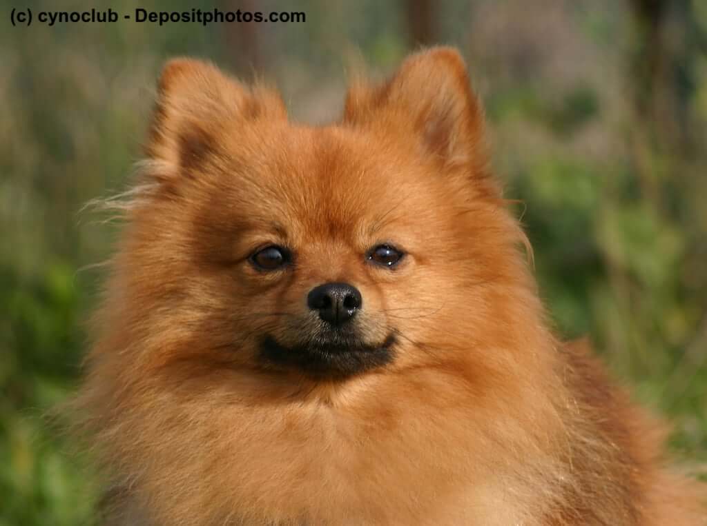 Zwergspitz - Pomeranian Portrait