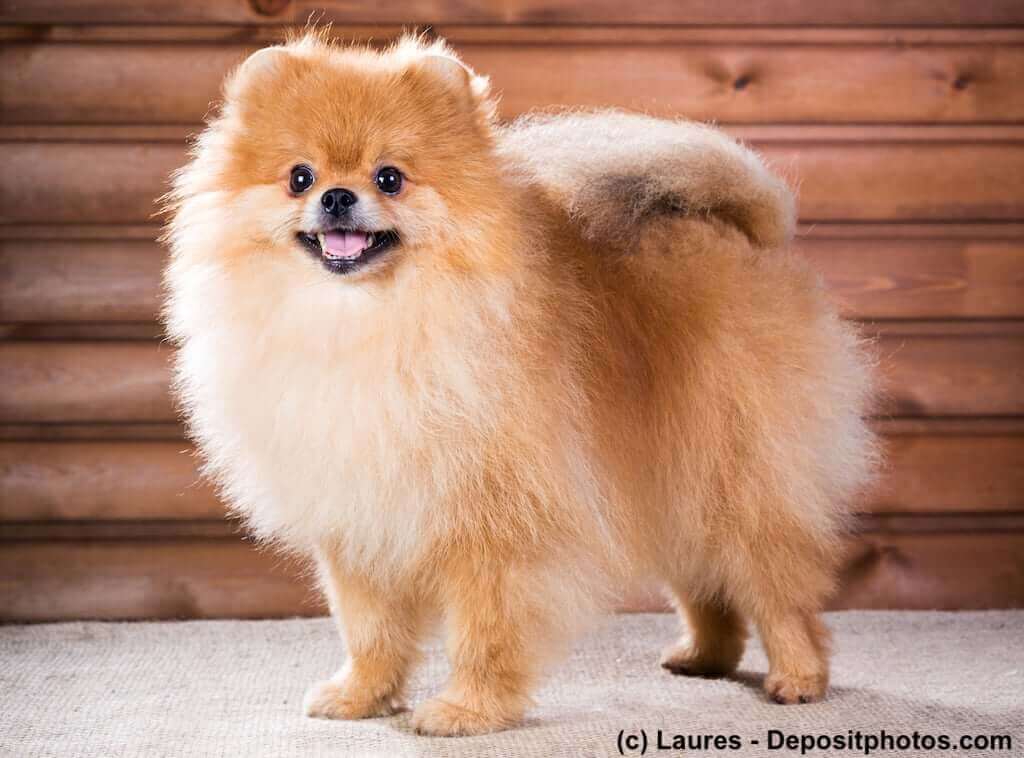 Zwergspitz - Pomeranian Steckbrief