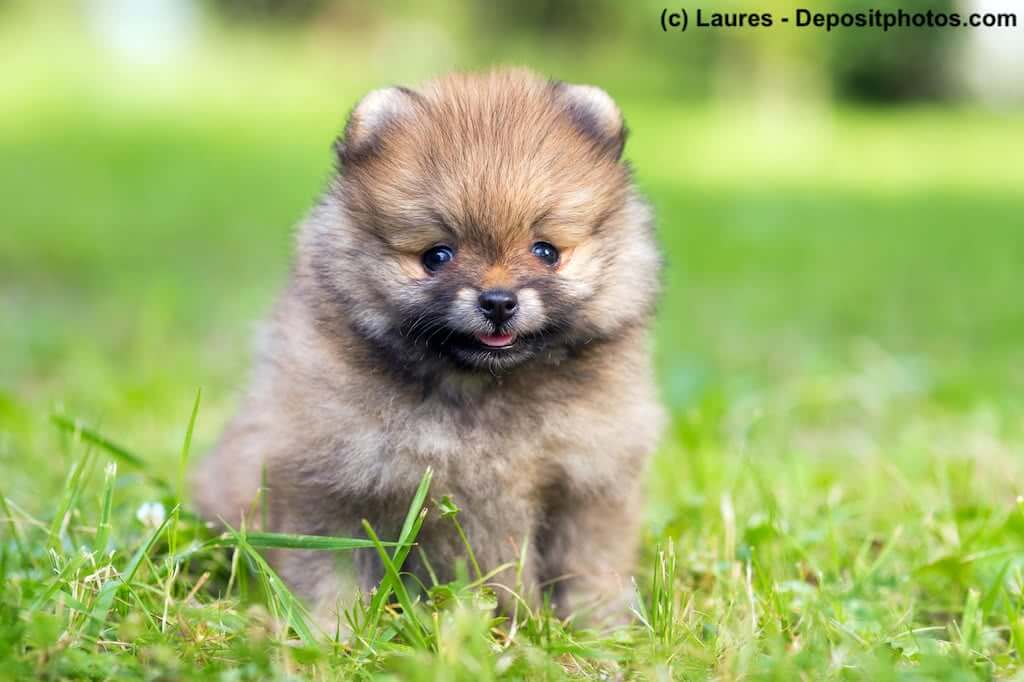 Zwergspitz-Welpe - Pomeranian im Gras