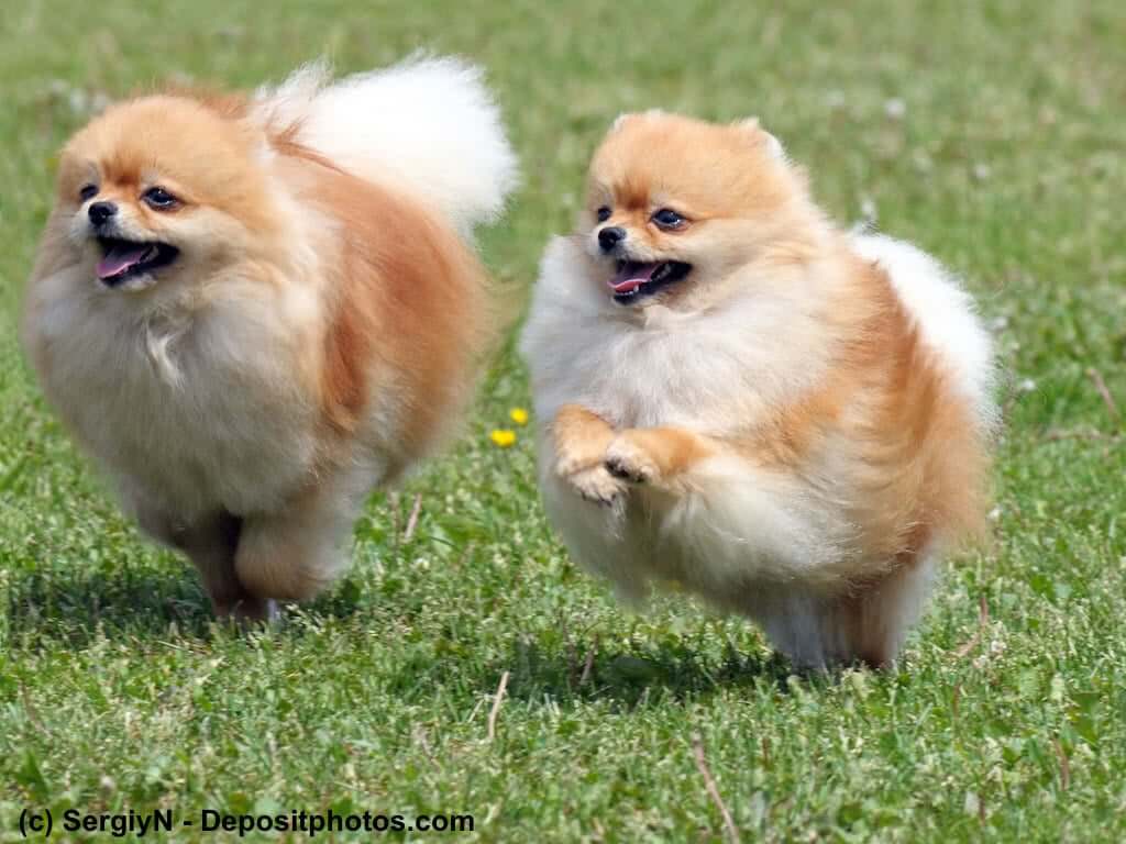 Rennende Zwergspitze - Pomeranian