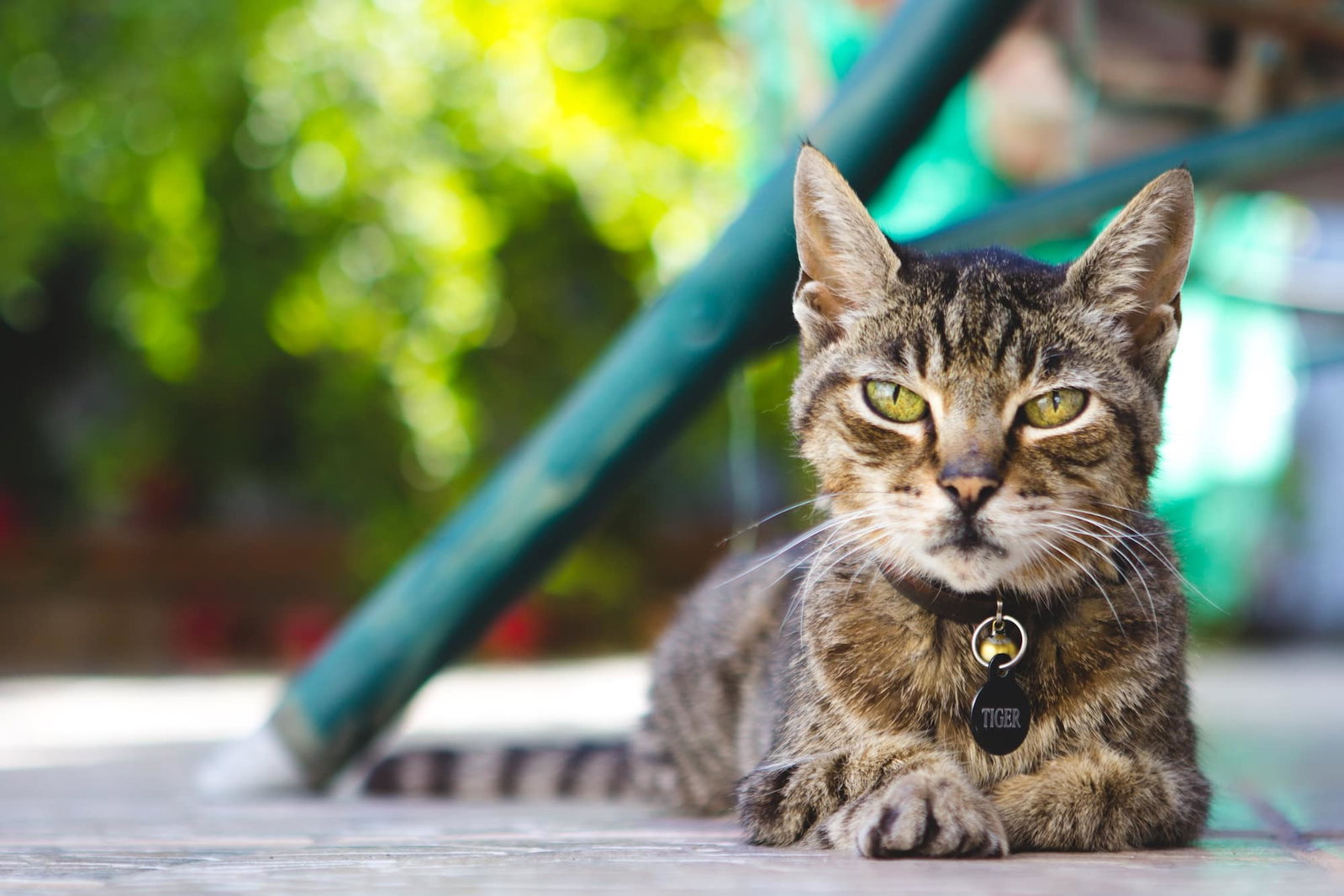 Ältere, getigerte Katze liegt draußen und schaut in die Kamera. Beschriftung lautet: Freigänger sind größeren Gefahren ausgesetzt und werden daher durchschnittlich nicht ganz so alt wie reine Wohnungskatzen.