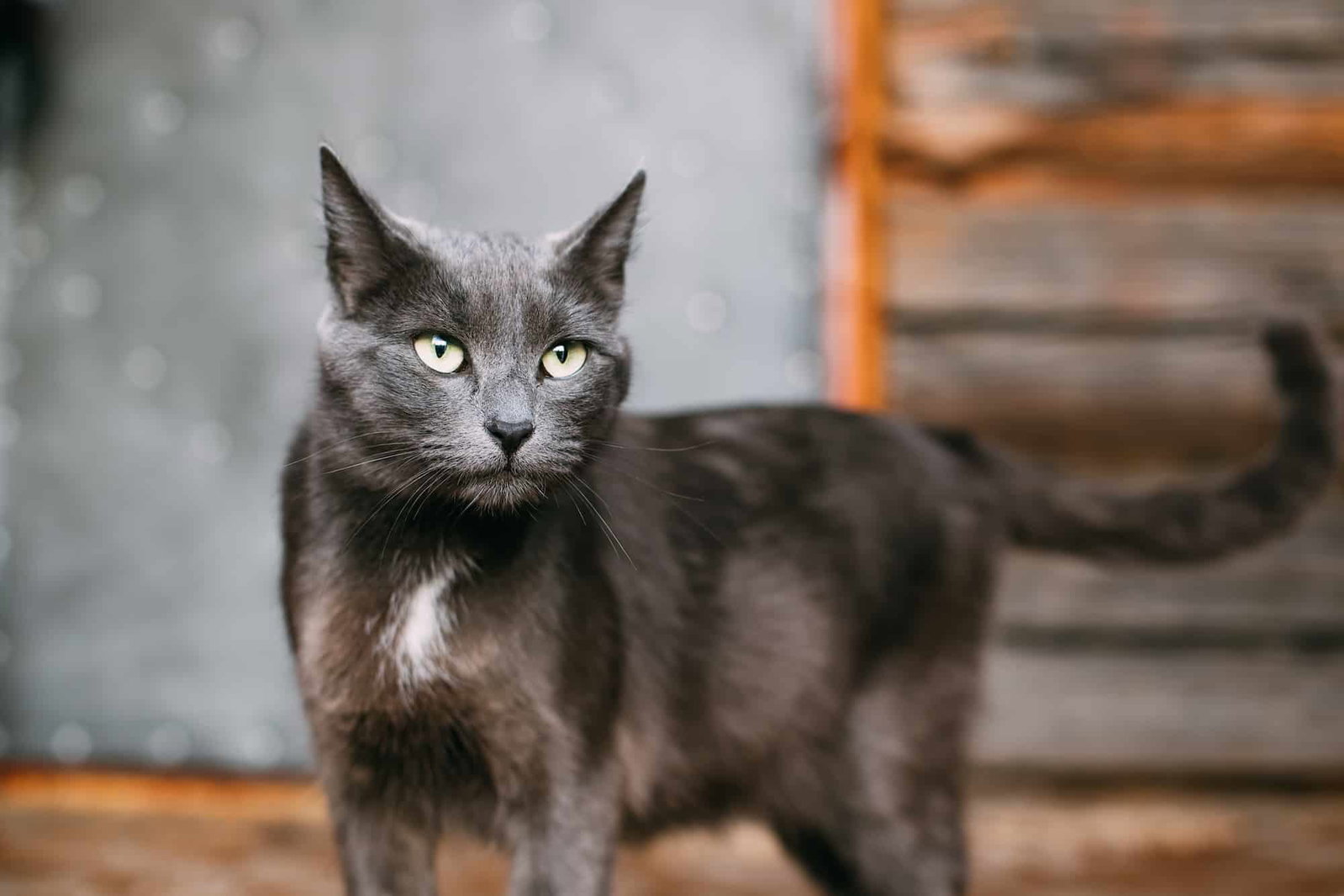 Porträt einer Russisch Blau, die in einem alten Haus steht. Beschriftung lautet: Damit deine Katze gesund alt werden kann, bedarf es guter Pflege.