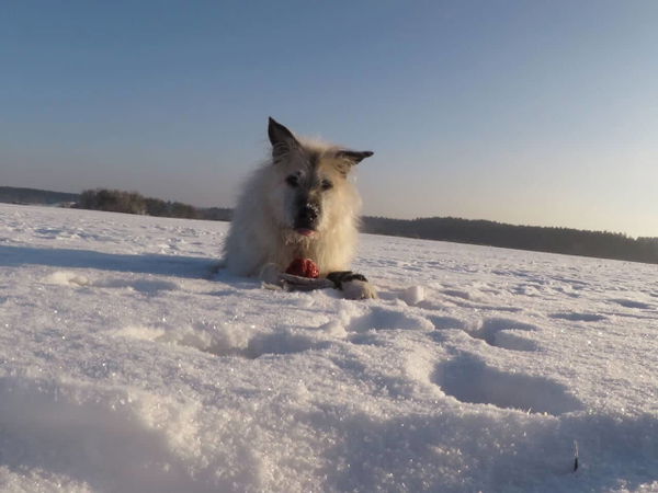 Alte Hunde sinnvoll beschäftigen