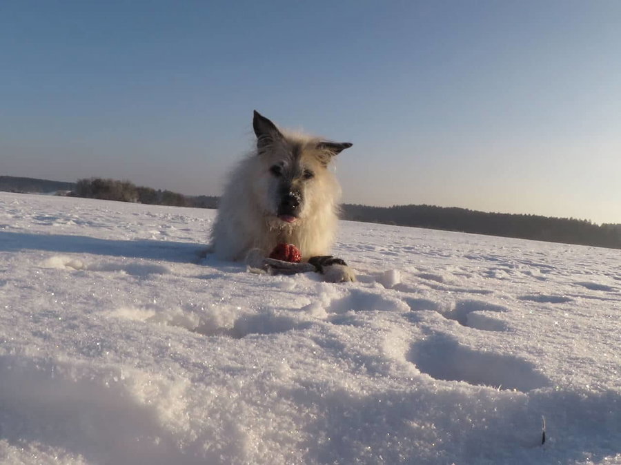 Alte Hunde sinnvoll beschäftigen