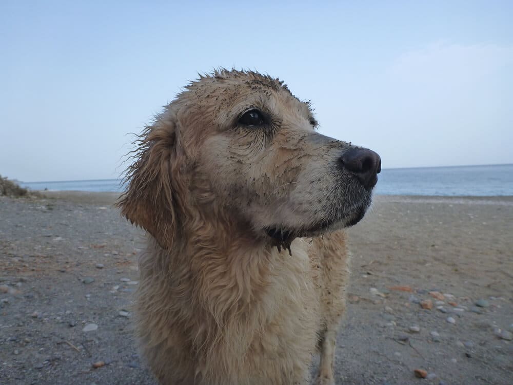 Alter Golden Retriever am Strand