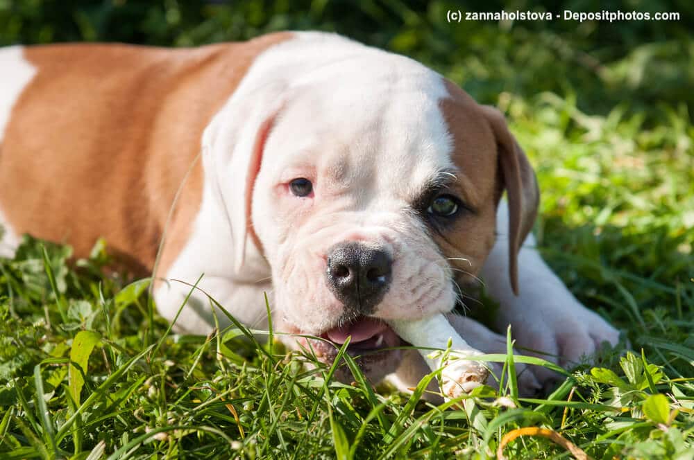 American Bulldog Welpe liegen mit Kauknochen
