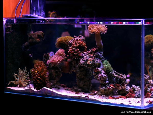 Kaufratgeber für das beste Aquarium: Die große Aquarien-Übersicht