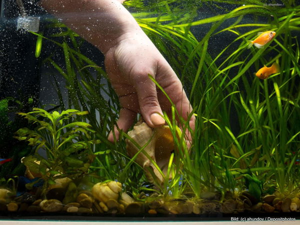 Kaufratgeber: Die besten Ideen für Aquarium Deko
