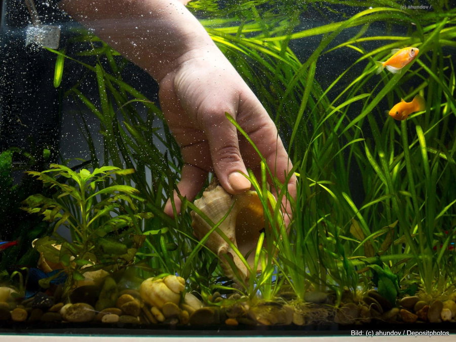 Kaufratgeber: Die besten Ideen für Aquarium Deko