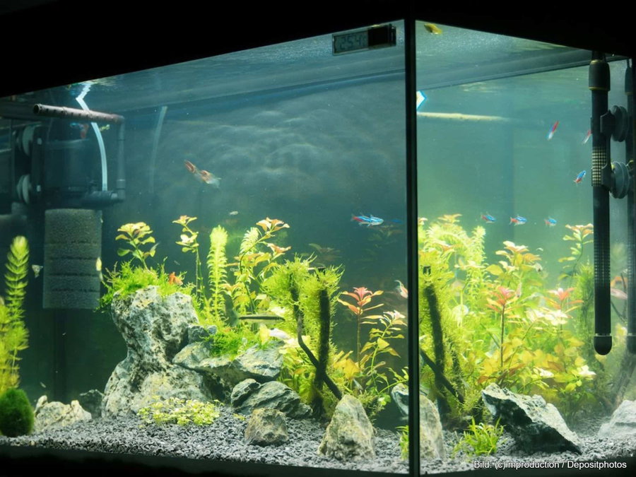 Kaufratgeber: Der beste Aquarium-Filter
