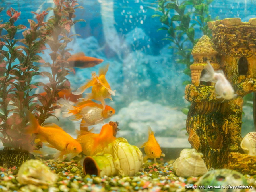 Kaufratgeber: Der beste Aquarium Kühler