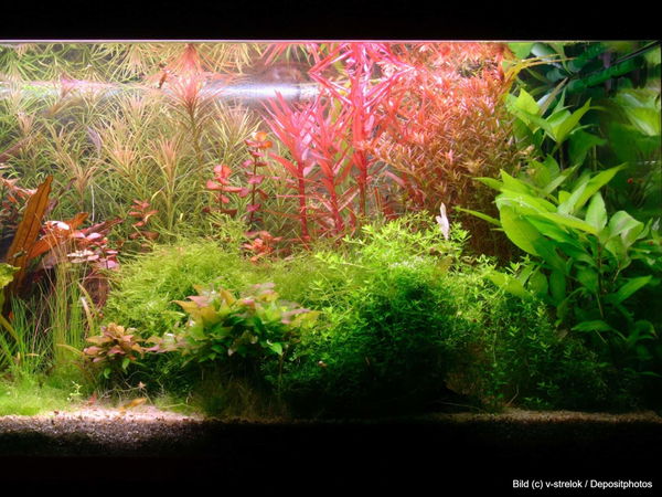 Kaufratgeber: Die besten Aquarium Pflanzen
