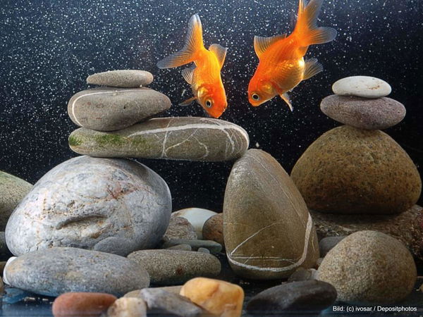 Kaufratgeber: Die beste Aquarium-Rückwand