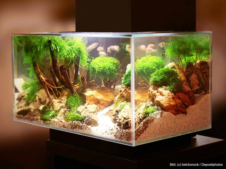 Kaufratgeber: Das beste Aquarium-Silikon als Aquariumkleber