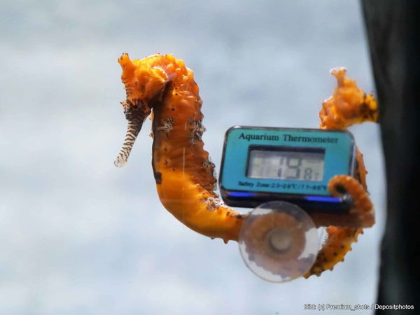 Kaufratgeber: Das beste Aquarium Thermometer