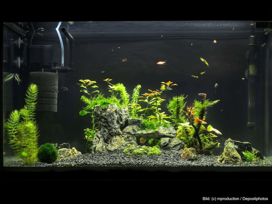 Kaufratgeber: Das beste Aquarium Zubehör