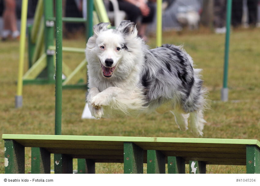 Ein Australian Shepherd springt über ein Hindernis