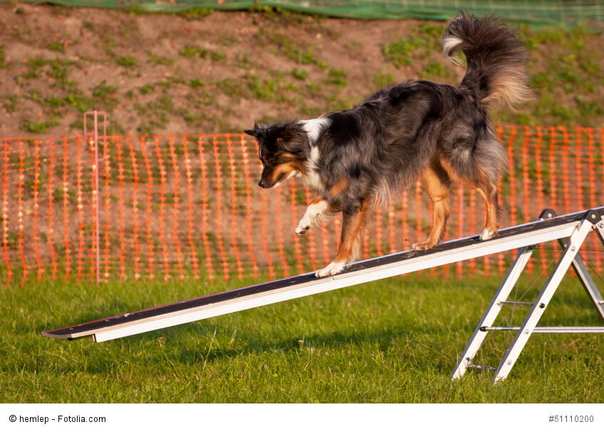 Australian Shepherd mögen Abwechslung wie hier auf einer Wippe.