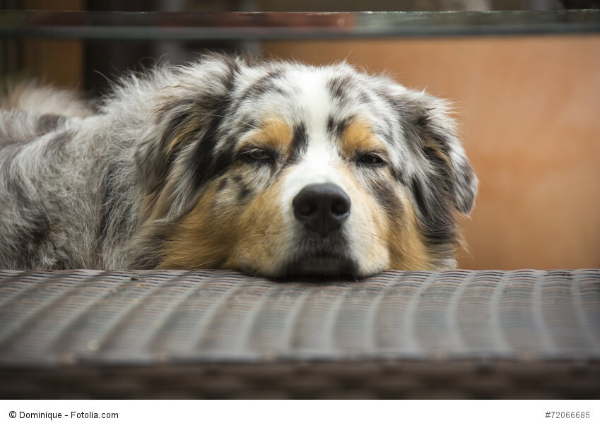Liegender Australian Shepherd schaut müde in die Kamera.