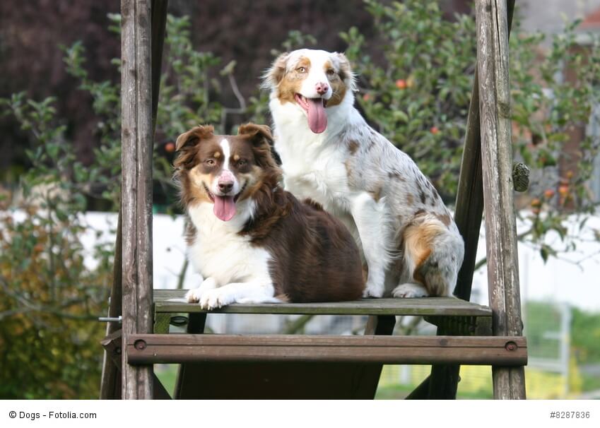 Australian Shepherd gibt es in zahlreichen Farbvarianten.