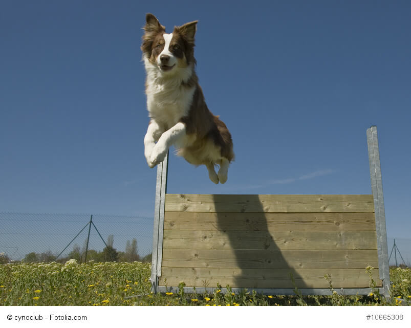 Aussies brauchen eine Aufgabe und sind begeisterte Agility-Teilnehmer.