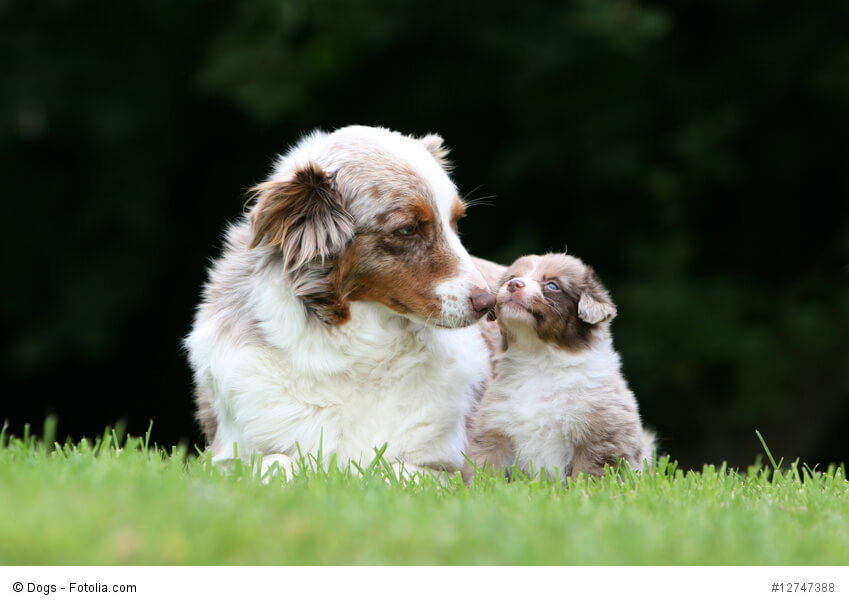 Wie alle Welpen darf man auch Aussies nicht zu früh von ihrer Mama trennen.