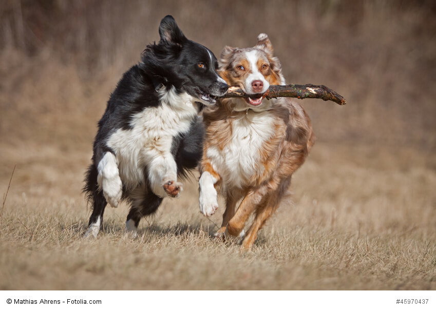 Australian Shepherd´s können auch gut in Paaren oder Gruppen gehalten werden.