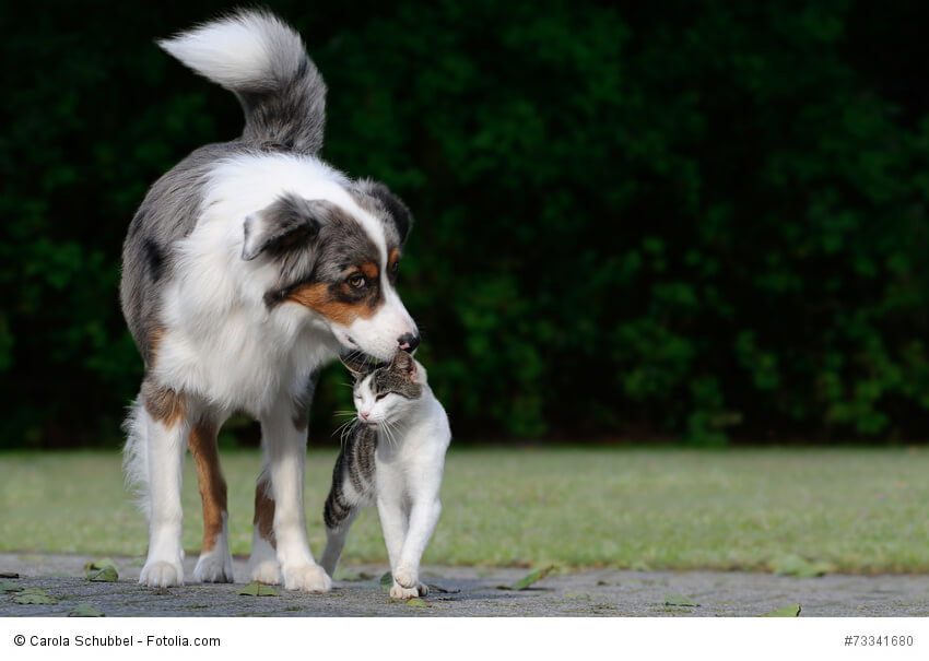 Aussies sind sehr verträgliche Hunde und nehmen auch Katzen in ihre "Herde" mit auf.