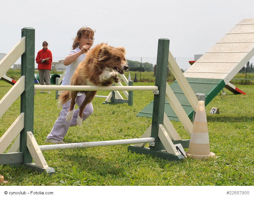 Bei richtiger Erziehung kannst du deinen Aussi auch mit deinem Kind zum Agility schicken.