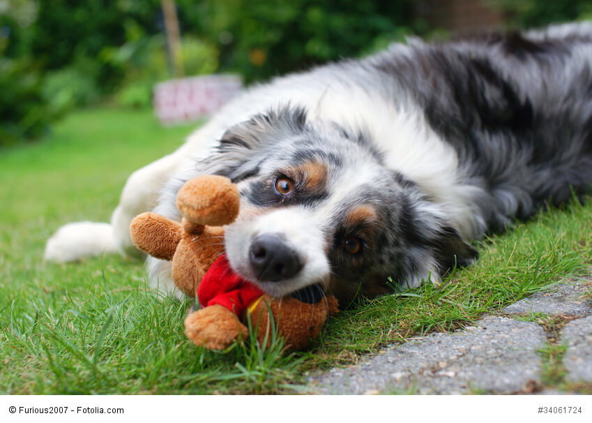 Bärenstarke Liebe bringt ein Australian Shepherd allen entgegen, die er als seine "Herde" annimmt.