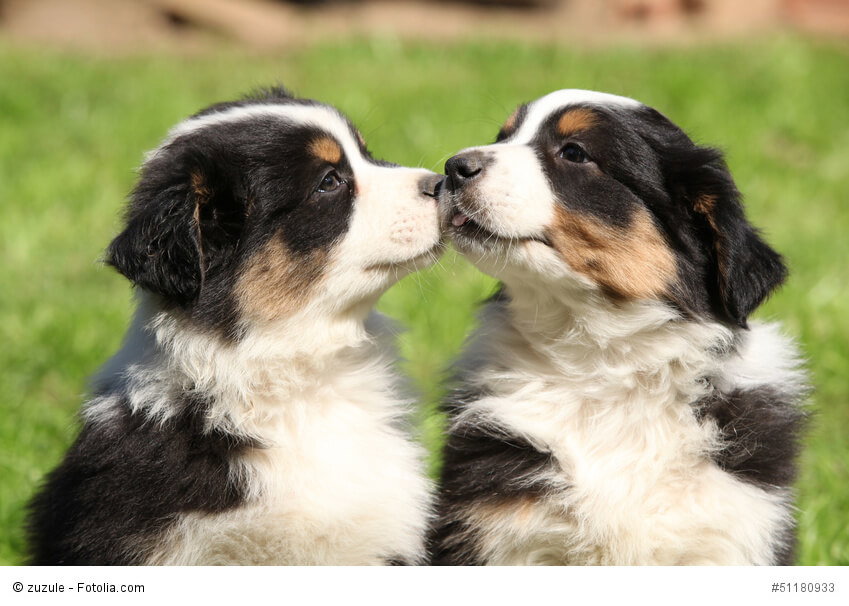 Geschwisterliebe zwischen zwei Australian Shepherd Welpen.
