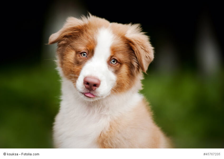 So ein Aussie Welpe braucht viel Liebe und Familienanschluss.