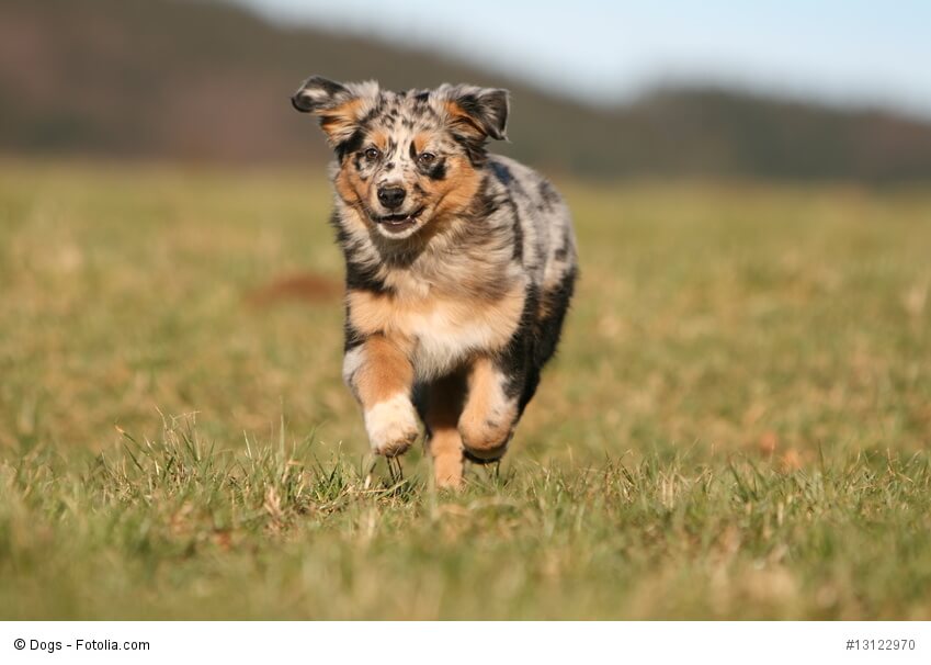 Junge Australian Shepherd musst du fordern, darfst sie aber nicht überfordern.