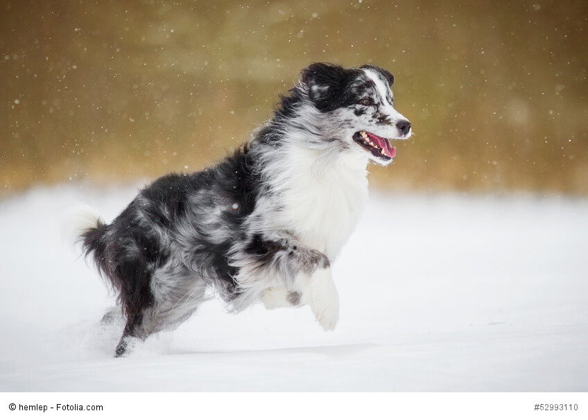 Wegen ihres dichten Felles macht den Aussies Schnee nichts aus.