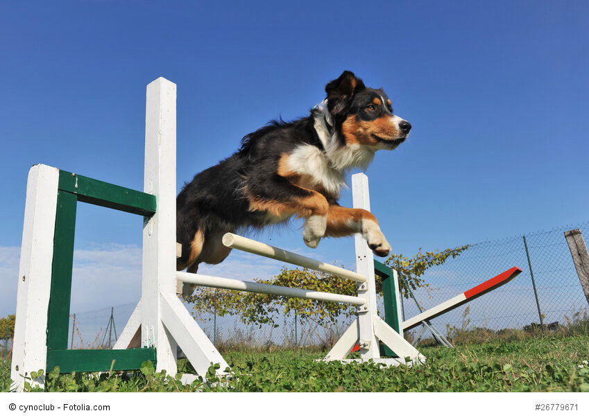 Wenn du keine eigene Schafherde hast, solltest du mit deinem Aussi zum Hundesport gehen.