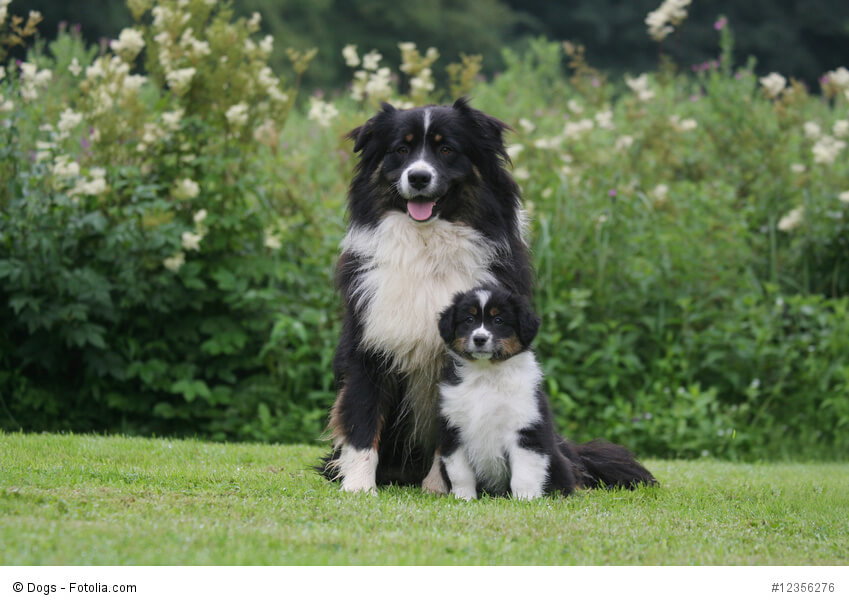 Australian Shepherd sind bei ausreichender Sozialisation tolle Familienhunde.