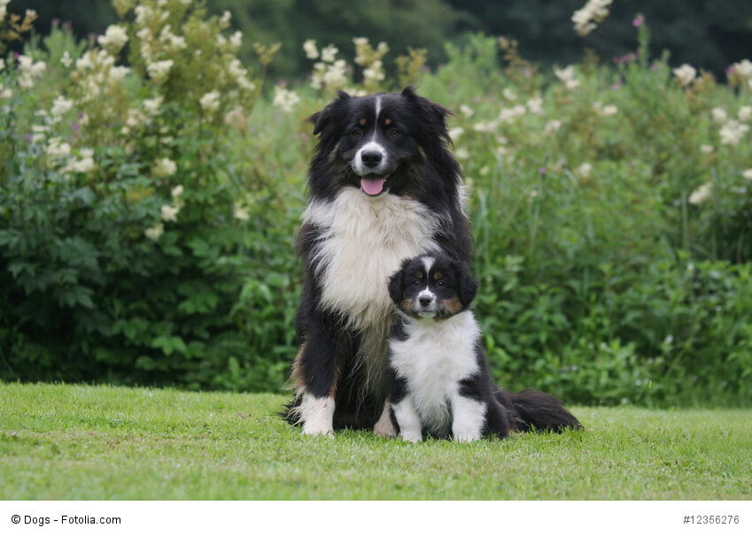 Australian Shepherd