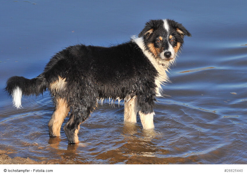 Australian Shepherd lieben Wasser.